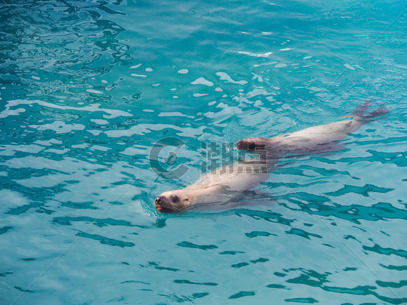 海洋动物研究中心海狮图片素材免费下载