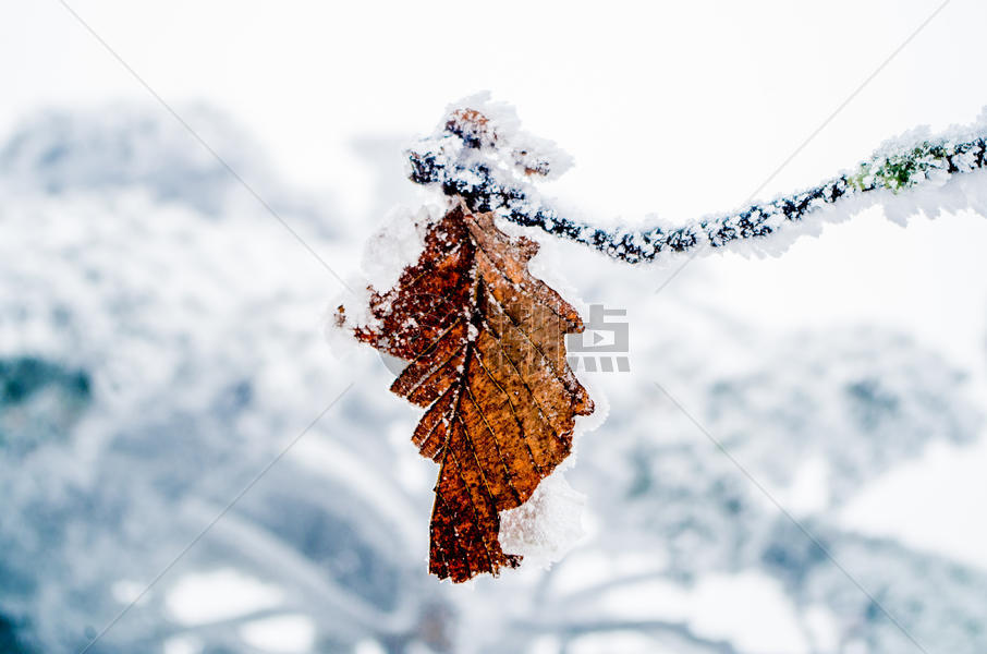 雪景树叶图片素材免费下载