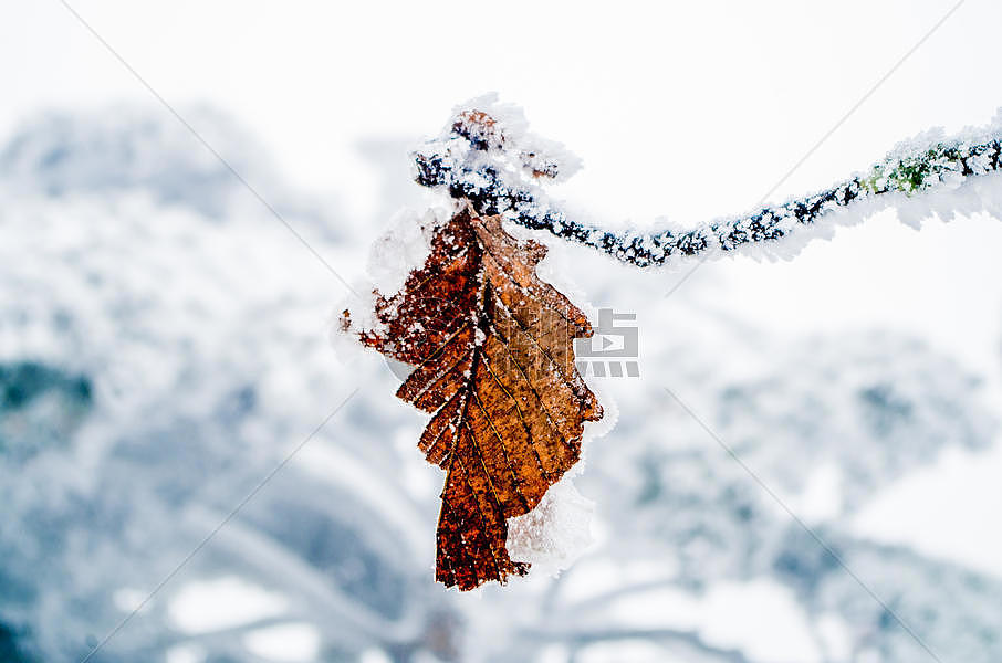 雪景树叶图片素材免费下载