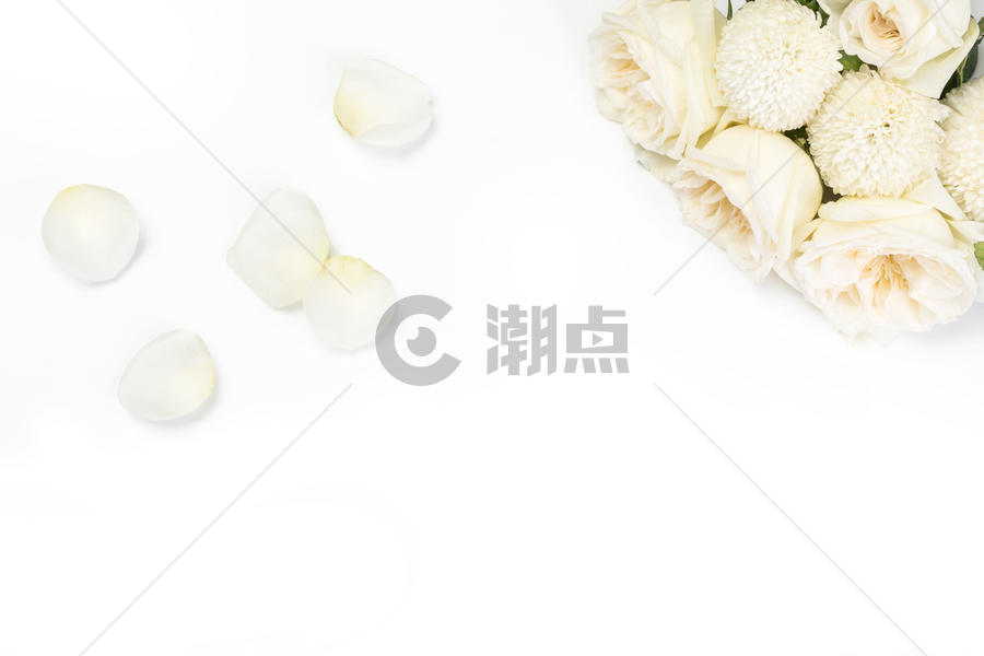 情人节七夕白玫瑰图片素材免费下载