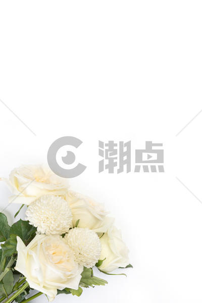 情人节七夕白玫瑰图片素材免费下载