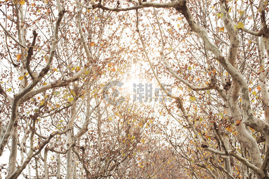 冬天的梧桐树图片素材免费下载