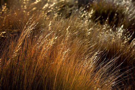 新西兰南岛阳光下的秋草图片素材免费下载