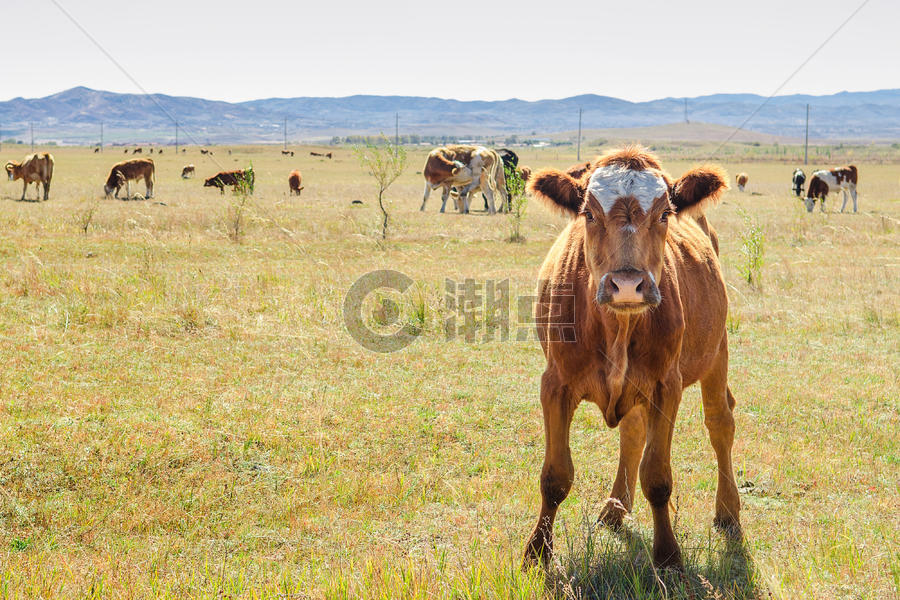 内蒙古草原畜牧业图片素材免费下载