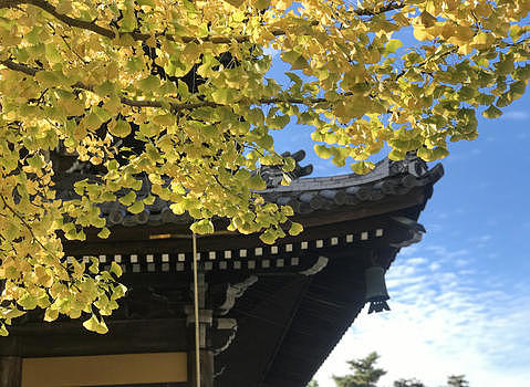 日本京都寺庙银杏jpg4032*2944PX图片素材