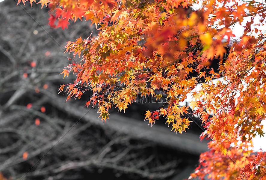 日本京都寺庙枫叶图片素材免费下载