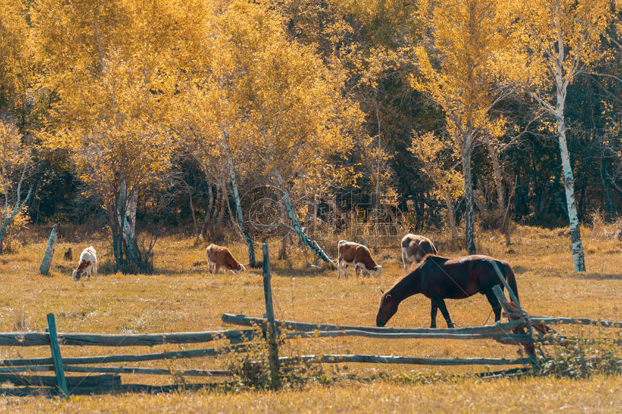 新疆白哈巴牧场草原景色图片素材免费下载