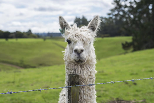 新西兰罗托鲁拉动物园的羊驼图片素材免费下载