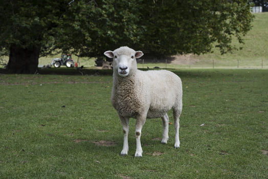 新西兰罗托鲁拉动物园的羊图片素材免费下载
