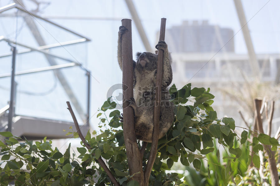 澳大利亚悉尼动物园考拉图片素材免费下载