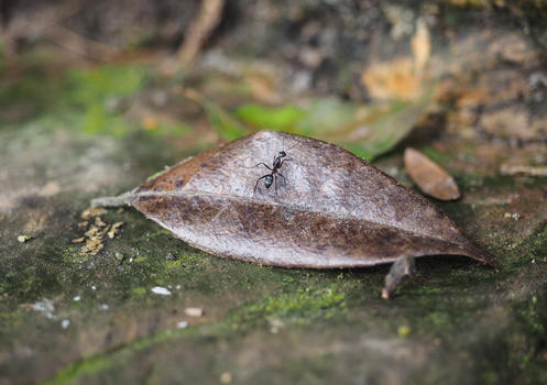 树叶蚂蚁微距特写图片素材免费下载
