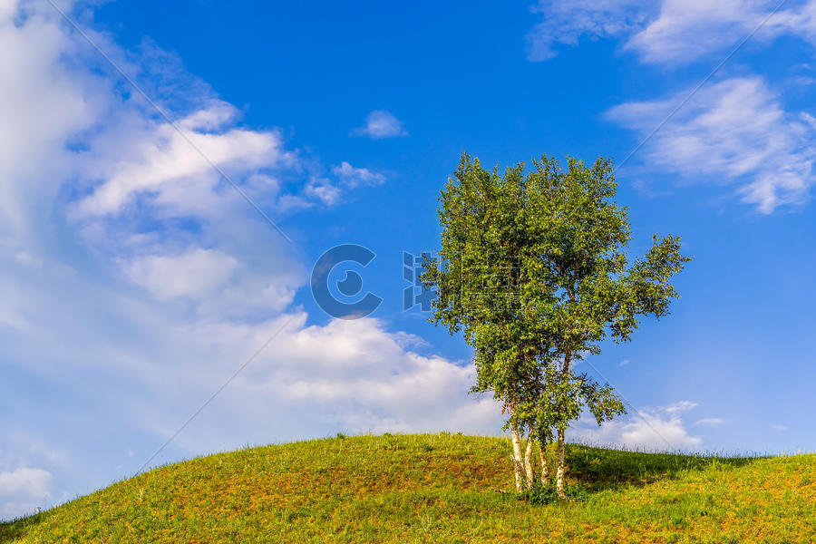 内蒙古坝上乌兰布统蓝天白云与大树图片素材免费下载