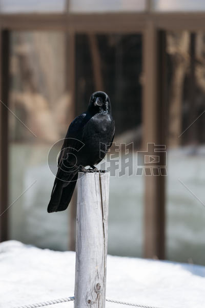 北海道动物园乌鸦图片素材免费下载