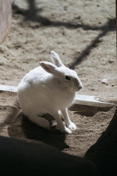 北海道动物园野兔图片素材免费下载