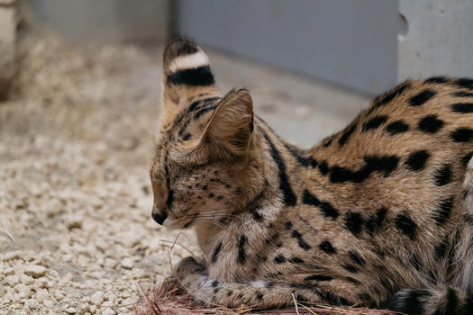 北海道动物园日本草原猫图片素材免费下载