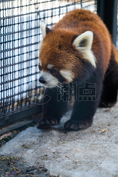 北海道动物园小熊猫图片素材免费下载