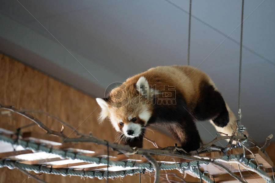 北海道动物园小熊猫图片素材免费下载