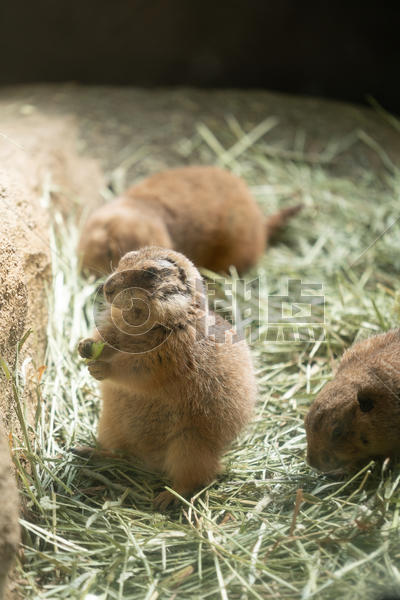 北海道动物园土拨鼠图片素材免费下载