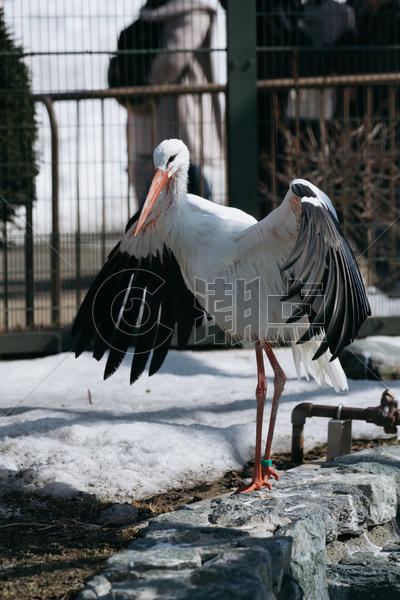 北海道动物园动物翼鹤图片素材免费下载