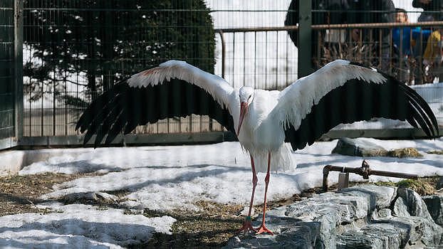 北海道动物园翼鹤图片素材免费下载