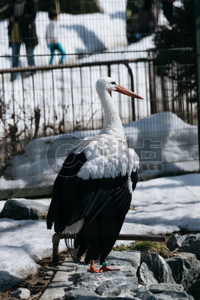 北海道动物园动物翼鹤特写图片素材免费下载