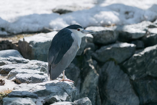 北海道动物园动物夜鹭特写图片素材免费下载