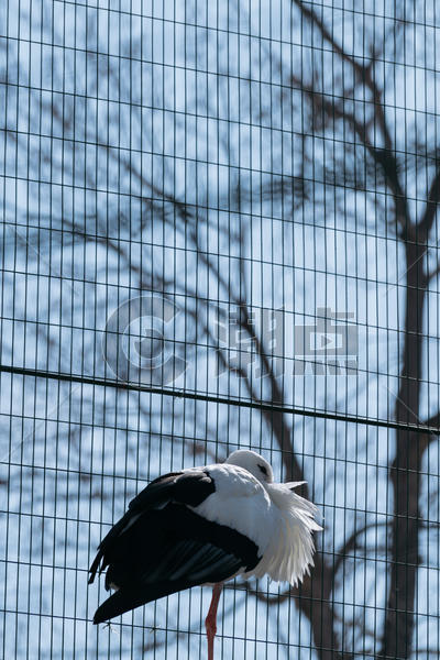 北海道动物园动物日本丹顶鹤特写图片素材免费下载