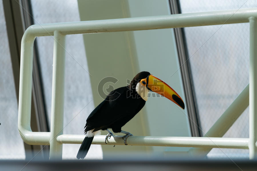北海道动物园巨嘴鸟特写图片素材免费下载
