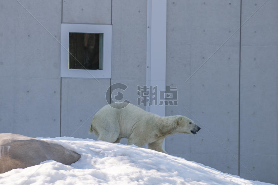北海道动物园北极熊特写图片素材免费下载