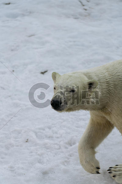 北海道动物园北极熊特写图片素材免费下载