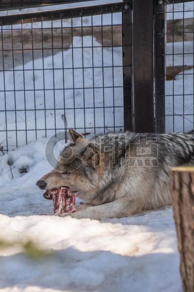 北海道动物园正在进食的狼特写图片素材免费下载
