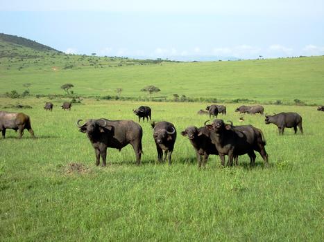 肯尼亚马赛马拉国家公园图片素材免费下载