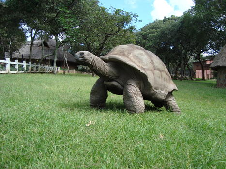 津巴布韦百年巨龟图片素材免费下载