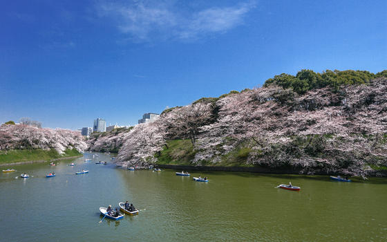东京盛开河畔樱花图片素材免费下载