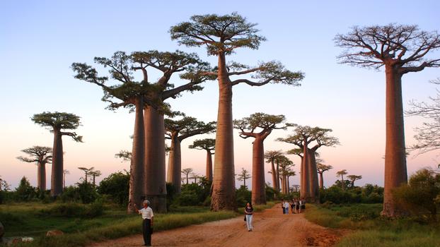 马达加斯加猴面包树图片素材免费下载