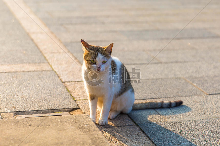 夕阳下的流浪猫图片素材免费下载