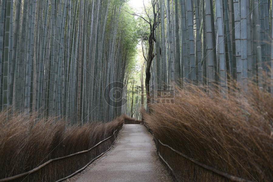 日本京都岚山小竹林图片素材免费下载