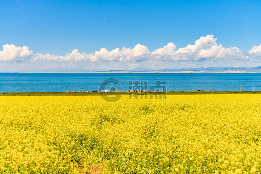 盛开的青海湖油菜花图片素材免费下载