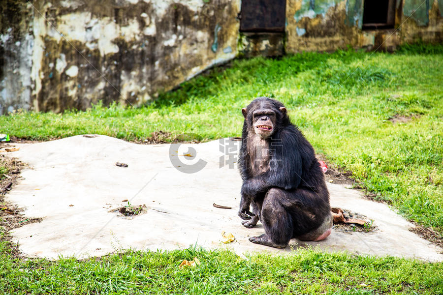黑猩猩图片素材免费下载