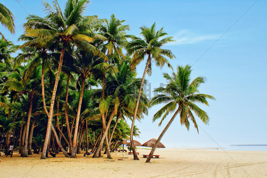 海南三亚的椰林参天图片素材免费下载