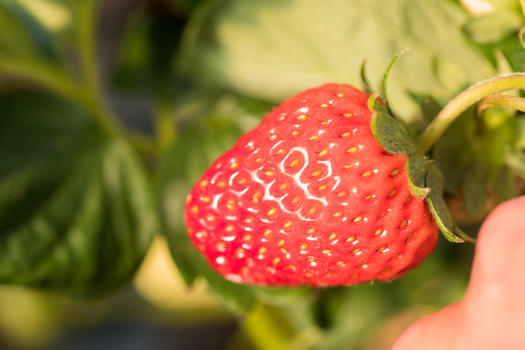 在果园里采摘草莓图片素材免费下载