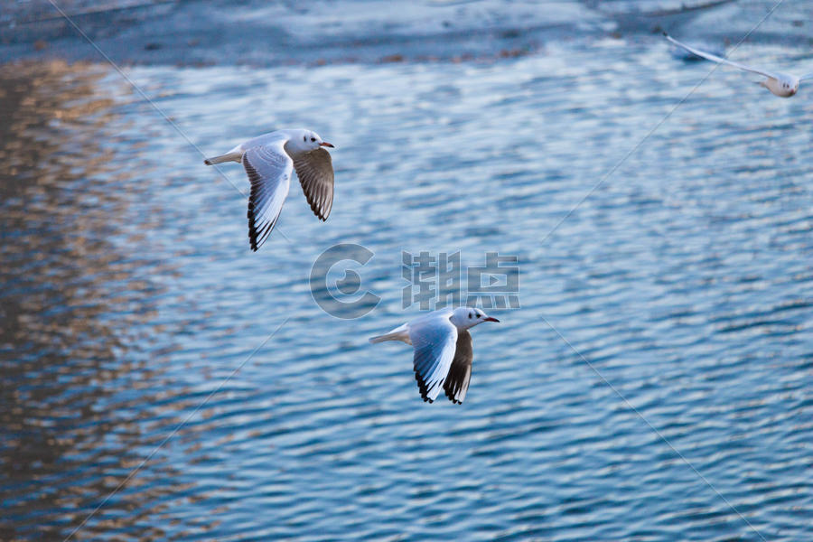天津海河上飞行的海鸟图片素材免费下载