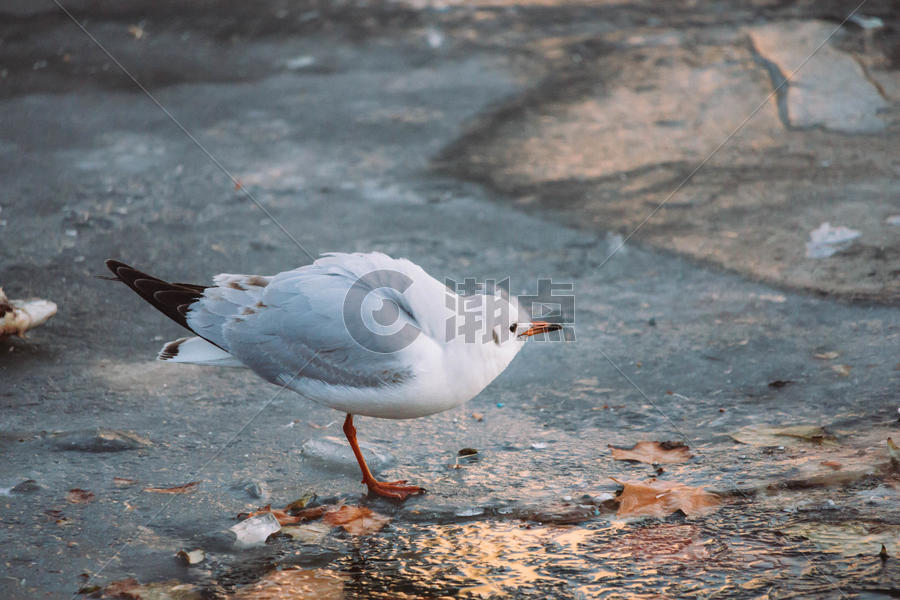天津海河冰面上的海鸟图片素材免费下载