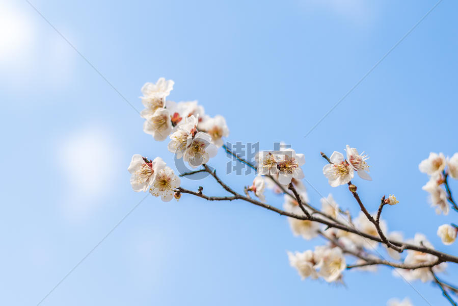 盛开的梅花图片素材免费下载