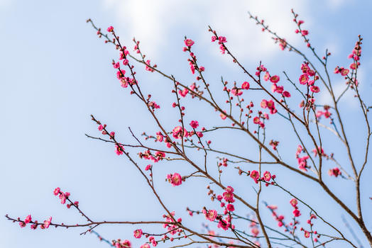 盛开的红梅花图片素材免费下载