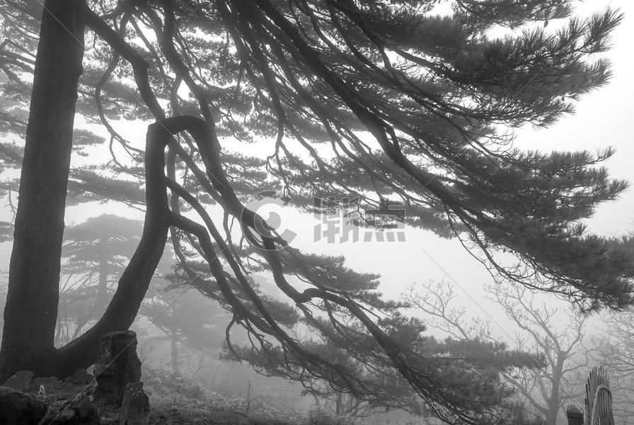 安徽黄山雾凇图片素材免费下载