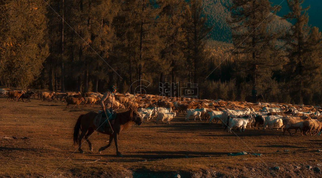 新疆牧羊人图片素材免费下载