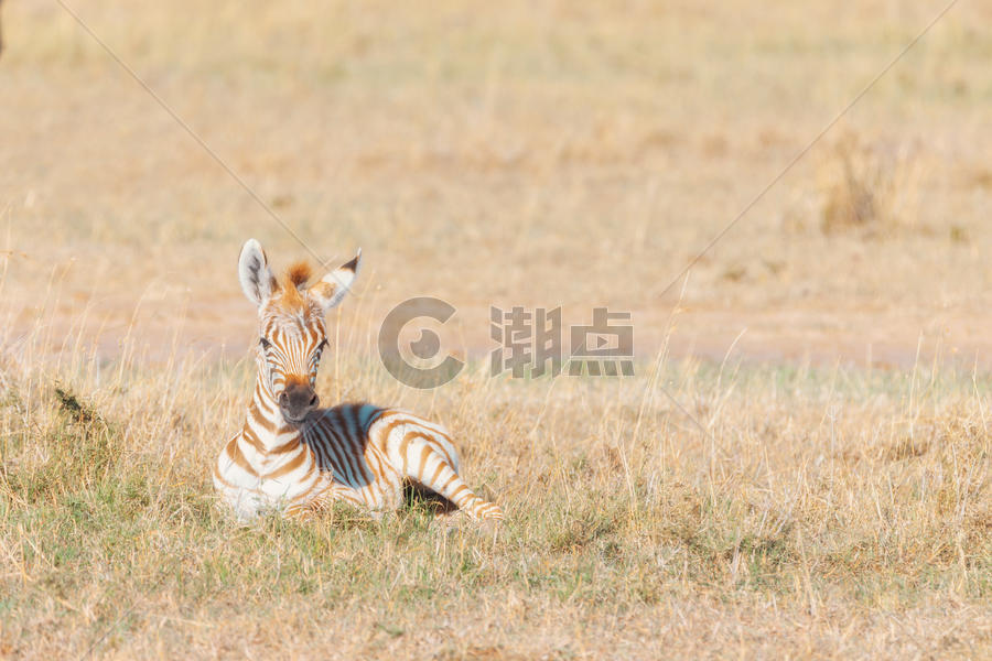 非洲大草原的斑马图片素材免费下载