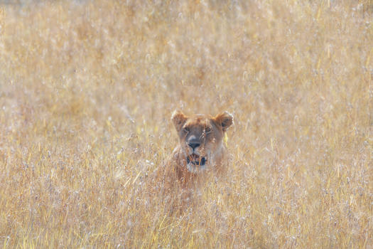非洲大草原的狮子图片素材免费下载