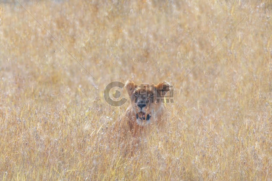 非洲大草原的狮子图片素材免费下载
